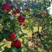 ヒメ日記 2025/11/17 14:48 投稿 長里美咲 五十路マダム愛されたい熟女たち 福山店(カサブランカグループ)