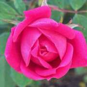 ヒメ日記 2025/12/03 23:30 投稿 長里美咲 五十路マダム愛されたい熟女たち 福山店(カサブランカグループ)