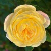 ヒメ日記 2025/12/07 20:30 投稿 長里美咲 五十路マダム愛されたい熟女たち 福山店(カサブランカグループ)