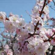 ヒメ日記 2026/03/23 22:06 投稿 長里美咲 五十路マダム愛されたい熟女たち 福山店(カサブランカグループ)