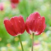 ヒメ日記 2026/04/12 18:50 投稿 長里美咲 五十路マダム愛されたい熟女たち 福山店(カサブランカグループ)