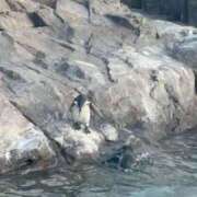 ヒメ日記 2025/10/12 18:58 投稿 九条なつみ ウルトラロイヤル