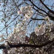 ヒメ日記 2026/03/29 11:57 投稿 まりか One More 奥様　五反田店