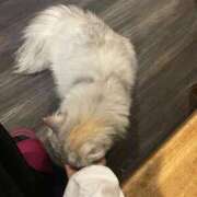 ヒメ日記 2026/02/08 17:20 投稿 ひかる 京都出張メンズエステChou Chou（シュシュ)