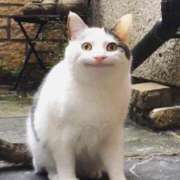 こむぎ ☁️かんなちゃん☁️ 白いぽっちゃりさん五反田店