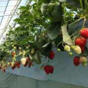 ヒメ日記 2026/03/31 19:39 投稿 きなこ 鹿児島ちゃんこ 薩摩川内店