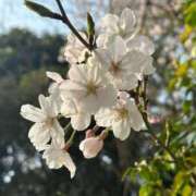 ヒメ日記 2026/03/29 15:26 投稿 白咲みゆ しこたま奥様　熊本店（アクセスグループ）