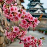 ヒメ日記 2026/04/12 20:03 投稿 西園寺ここみ パレット(熊本)