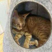 ヒメ日記 2025/10/12 23:04 投稿 ソラ【優しさに包まれるひととき】 ドＭなバニーちゃん小倉店