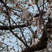 ヒメ日記 2026/03/29 14:52 投稿 のあ 東京エステコレクション 新橋・銀座