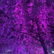 ヒメ日記 2026/04/13 06:12 投稿 恋心（ここ） NOA（ノア）