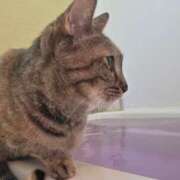 なるこ 朝風呂🛁 恋のうた