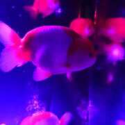 ヒメ日記 2025/11/07 01:19 投稿 ゆうり 横浜ミセスアロマ（ユメオト）