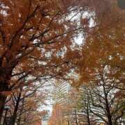 ヒメ日記 2025/11/30 11:56 投稿 ゆうり 横浜ミセスアロマ（ユメオト）