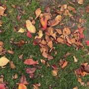 ゆうり また寒くなったね🍂 横浜ミセスアロマ（ユメオト）