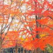 ヒメ日記 2025/12/10 12:55 投稿 ゆうり 横浜ミセスアロマ（ユメオト）