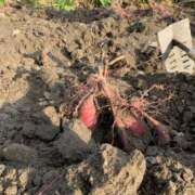 ヒメ日記 2025/11/08 18:28 投稿 なお 浜松人妻援護会