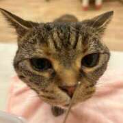 ヒメ日記 2026/03/13 16:18 投稿 ひな 奥様メモリアル