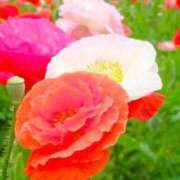 ヒメ日記 2026/02/24 09:20 投稿 新人・さゆり CLASSY.名古屋・新栄店