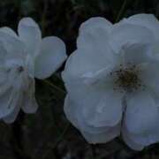 ヒメ日記 2026/02/17 16:44 投稿 はつみ ハピネス水戸