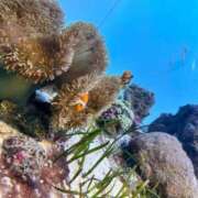 ヒメ日記 2025/09/25 15:10 投稿 あき 脱がされたい人妻 木更津店