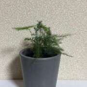 あき 新入りさん🌱 脱がされたい人妻 木更津店