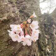 百枝【ももえ】 24日出勤 丸妻 西船橋店