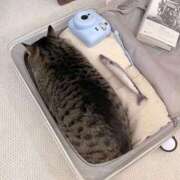 こゆき 地元 マダム可憐