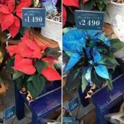 ヒメ日記 2025/12/04 10:49 投稿 あまね 完熟ばなな 谷九店