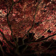 ヒメ日記 2025/12/09 06:45 投稿 ゆり[東京] 奥鉄オクテツ神奈川店（デリヘル市場グループ）