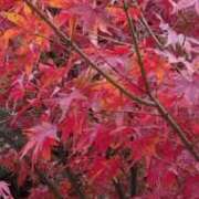 ヒメ日記 2025/12/09 08:17 投稿 あゆな 熟女家 堺東店