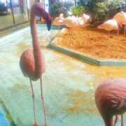 ヒメ日記 2025/12/12 21:36 投稿 みく 人妻倶楽部内緒の関係 春日部店