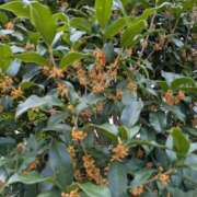 ヒメ日記 2025/10/18 17:09 投稿 祖父江 鶯谷デッドボール