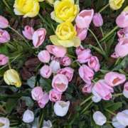 ヒメ日記 2026/03/30 22:49 投稿 祖父江 鶯谷デッドボール