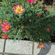 ヒメ日記 2026/04/15 08:09 投稿 祖父江 鶯谷デッドボール