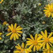 ヒメ日記 2026/04/18 11:39 投稿 祖父江 鶯谷デッドボール