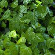 ヒメ日記 2026/04/21 12:20 投稿 祖父江 鶯谷デッドボール