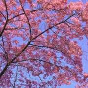 ヒメ日記 2026/03/05 19:26 投稿 さくらこ プレイガール(亀有)