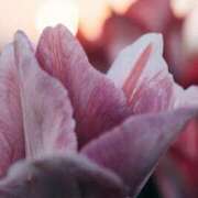 ヒメ日記 2025/09/27 17:34 投稿 Sakuya THE MUSE