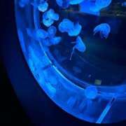 ヒメ日記 2026/02/12 22:03 投稿 白雪　かんな タッチVIP