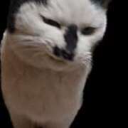 ヒメ日記 2025/12/30 09:08 投稿 清澄 せいな 大奥 難波店