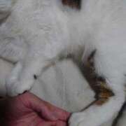 ヒメ日記 2026/01/20 19:25 投稿 清澄 せいな 大奥 難波店