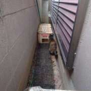 清澄 せいな アライグマ🦝対策で 大奥 難波店