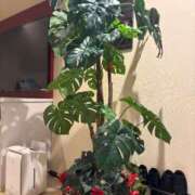 ヒメ日記 2026/02/05 23:07 投稿 関川 みき 30代40代50代と遊ぶなら博多人妻専科24時