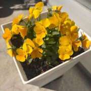 ヒメ日記 2026/02/21 13:42 投稿 関川 みき 30代40代50代と遊ぶなら博多人妻専科24時