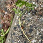 ヒメ日記 2026/04/18 12:56 投稿 関川 みき 30代40代50代と遊ぶなら博多人妻専科24時