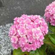 ヒメ日記 2026/06/19 01:08 投稿 関川 みき 30代40代50代と遊ぶなら博多人妻専科24時