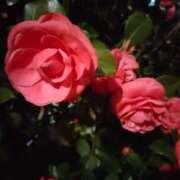 ヒメ日記 2025/09/28 23:58 投稿 手塚 このみ 神戸RED DRAGON