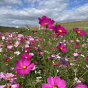 ヒメ日記 2025/10/29 10:25 投稿 中村あんな セカンドパートナー
