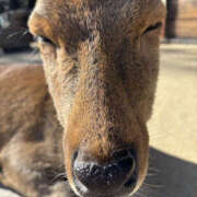 ヒメ日記 2025/12/17 13:10 投稿 中村あんな セカンドパートナー
